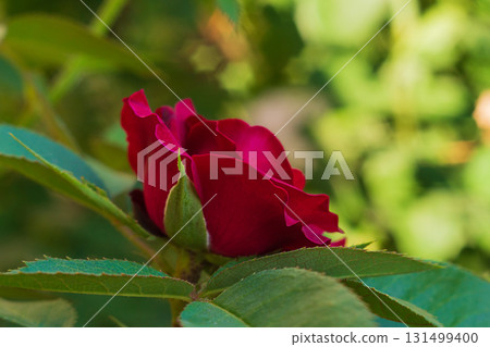 Close Up Photo of Dark Pink Rose Bush Flower Bud with Green Leaves Side with Blurred Background with Yellow, Orange Bokeh Effects Close Up Photo of Dark Pink Rose Bush Flower Bud with Green Leaves Side with Blurred Background with Yellow, Orange Bokeh Effects 131499400