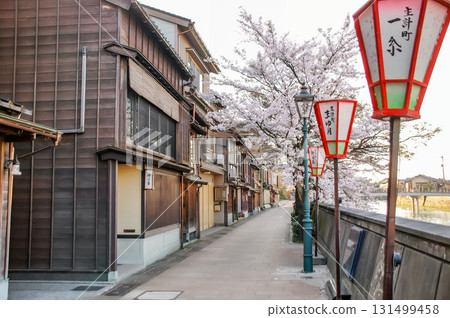 Cherry blossom trees lined the Kazuemachi Chaya District in Kanazawa, traditional teahouse architecture along the Asano River, and spring scenery Cherry blossom trees lined the Kazuemachi Chaya District in Kanazawa, traditional teahouse architecture along the Asano River, and spring scenery 131499458