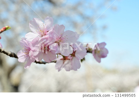 Beniyama cherry blossoms and the spring season 131499505