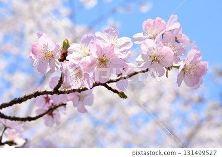 紅山櫻花與春季 紅山櫻花與春季 131499527