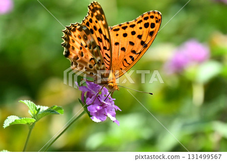 貝母印度貝母 131499567