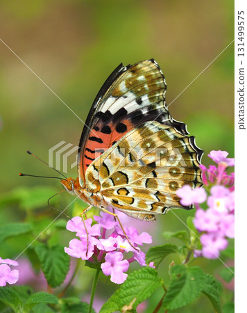 Fritillary Indian Fritillary Fritillary Indian Fritillary 131499575