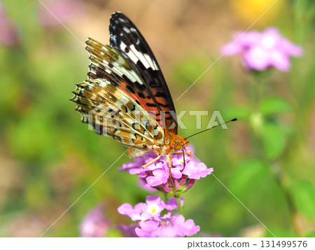 貝母印度貝母 貝母印度貝母 131499576