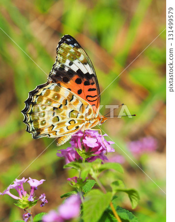 貝母印度貝母 131499579