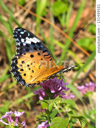 貝母印度貝母 貝母印度貝母 131499581