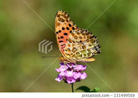 Fritillary Indian Fritillary Fritillary Indian Fritillary 131499589
