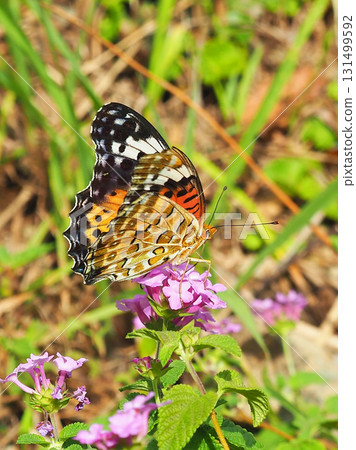 貝母印度貝母 貝母印度貝母 131499592