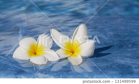 Two plumeria flowers float on the surface of a clear blue swimming pool. Two plumeria flowers float on the surface of a clear blue swimming pool. 131499599