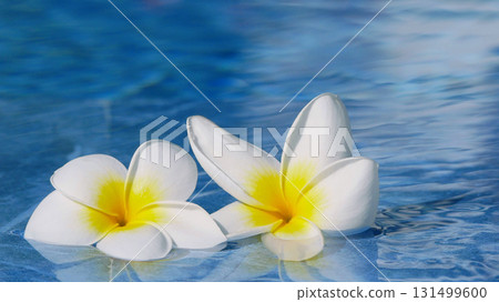Two plumeria flowers float on the surface of a clear blue swimming pool. Two plumeria flowers float on the surface of a clear blue swimming pool. 131499600