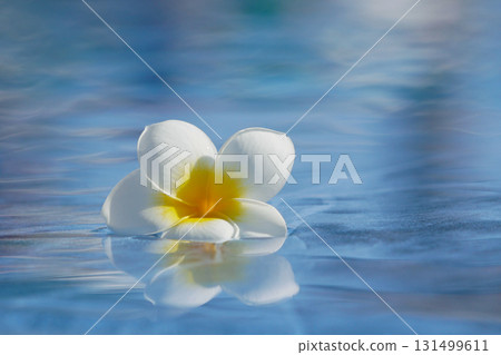 A plumeria flower floats on the surface of a swimming pool. 131499611