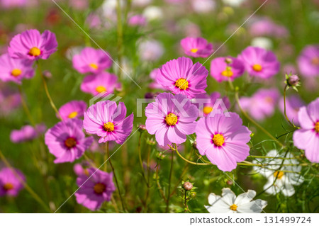 Cosmos flowers Cosmos flowers 131499724