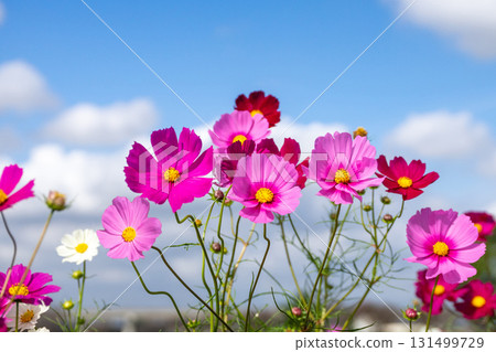 Cosmos flowers 131499729