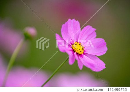 波斯菊花 131499733