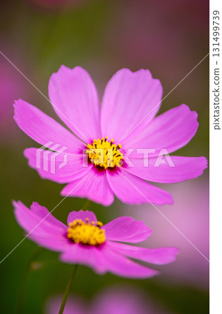 Cosmos flowers Cosmos flowers 131499739