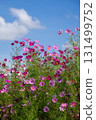 Cosmos flowers 131499752
