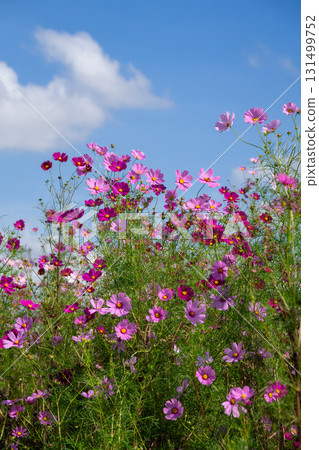 Cosmos flowers Cosmos flowers 131499752