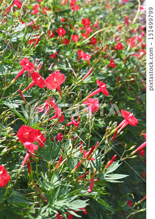 Hagoromo Rousenuto(Hagori Red Ruby) Hagoromo Rousenuto(Hagori Red Ruby) 131499799