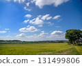 Rural landscape 131499806