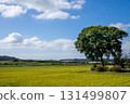 Rural landscape 131499807