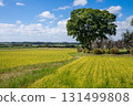 Rural landscape 131499808