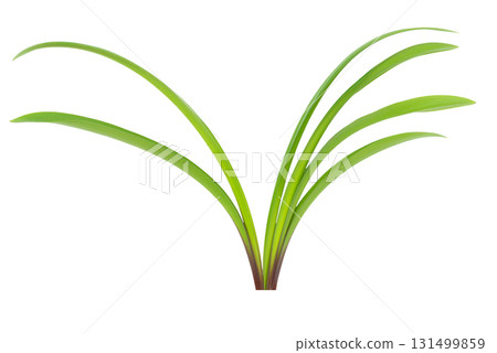 Green plant leaves Green plant leaves 131499859