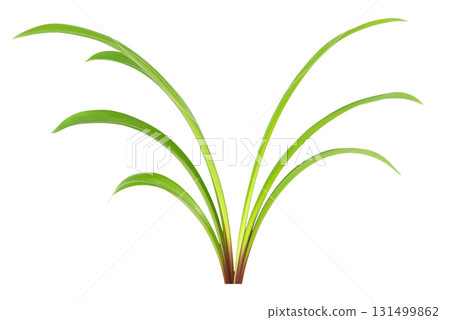 Green plant leaves Green plant leaves 131499862