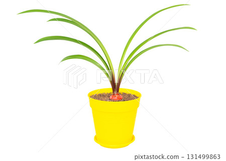 Green plant with green leaves in pot 131499863