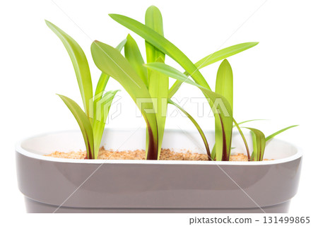 Green plant with green leaves in pot Green plant with green leaves in pot 131499865