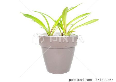 Green plant with green leaves in pot 131499867