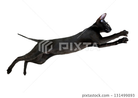 Jumping black cat 131499893