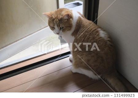 A short-legged munchkin relaxing on the floor A short-legged munchkin relaxing on the floor 131499923