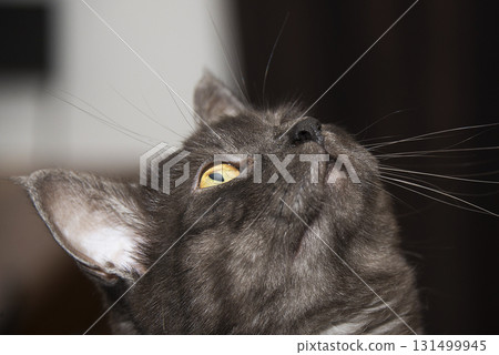 Beautiful brown cat looking up Beautiful brown cat looking up 131499945