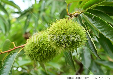 Chestnut (Fagaceae, Castanea genus) acorn condition 131499989