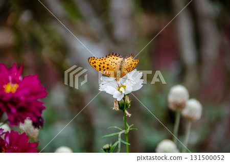 A fritillary butterfly resting on a white cosmos flower 131500052