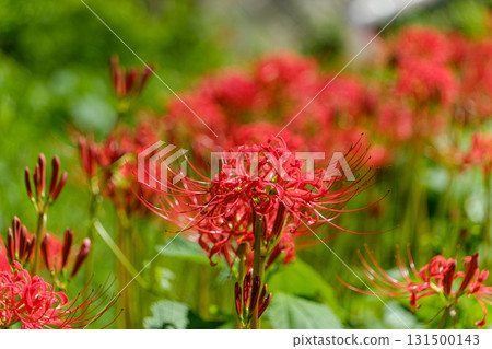 鮮豔的孤挺花在陽光下閃閃發光 131500143