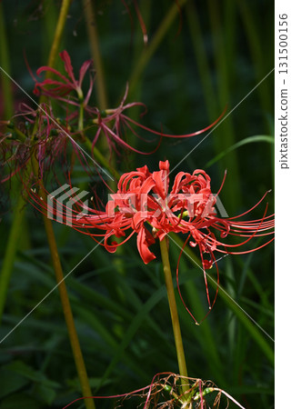 群集孤挺花 群集孤挺花 131500156