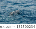Whale watching in the Atlantic Ocean 131500234