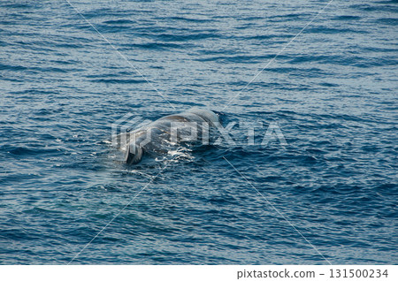 Whale watching in the Atlantic Ocean Whale watching in the Atlantic Ocean 131500234