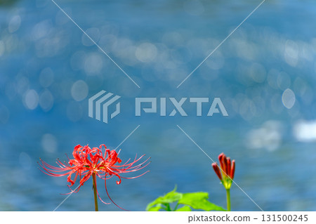 河畔盛開的紅花和水面上的波光 131500245