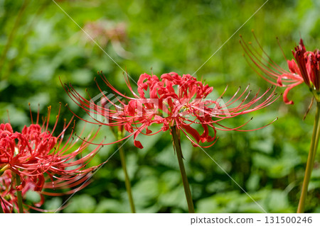 鮮紅色的蜘蛛百合在綠葉的襯托下格外醒目 131500246