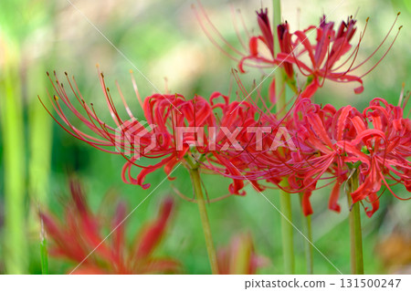柔和的光線籠罩下的簇生朱頂紅 131500247