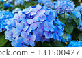 Hydrangeas are the typical flowers of the Azores Islands 131500427