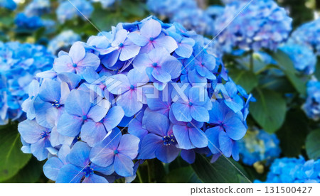Hydrangeas are the typical flowers of the Azores Islands 131500427