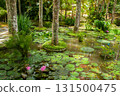 Terra Nostra Park in the Azores is a large botanical garden with a huge variety of plants and trees and with lakes, streams and a pool of volcanic origin 131500475
