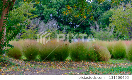 A scene of kochia and fallen leaves that gives a hint of autumn A scene of kochia and fallen leaves that gives a hint of autumn 131500493