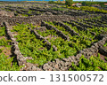 Traditional vineyards in Pico Island, Azores. The vineyards are among stone walls, called the Vineyard Corrals 131500572