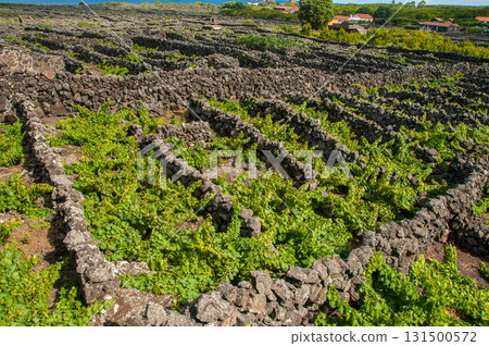 Traditional vineyards in Pico Island, Azores. The vineyards are among stone walls, called the Vineyard Corrals Traditional vineyards in Pico Island, Azores. The vineyards are among stone walls, called the Vineyard Corrals 131500572