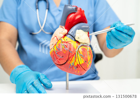 Cardiovascular disease CVD, doctor with heart human model anatomy for treatment patient in hospital. 131500678