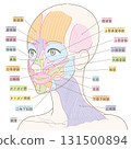 從斜角度看的臉部肌肉和頸闊肌（無髮型/有顏色和名稱） 131500894