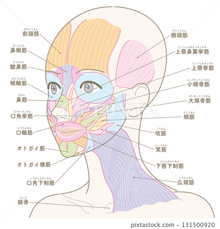 Facial muscles and platysma muscles seen from an oblique angle (no hairstyle/with names) Facial muscles and platysma muscles seen from an oblique angle (no hairstyle/with names) 131500920